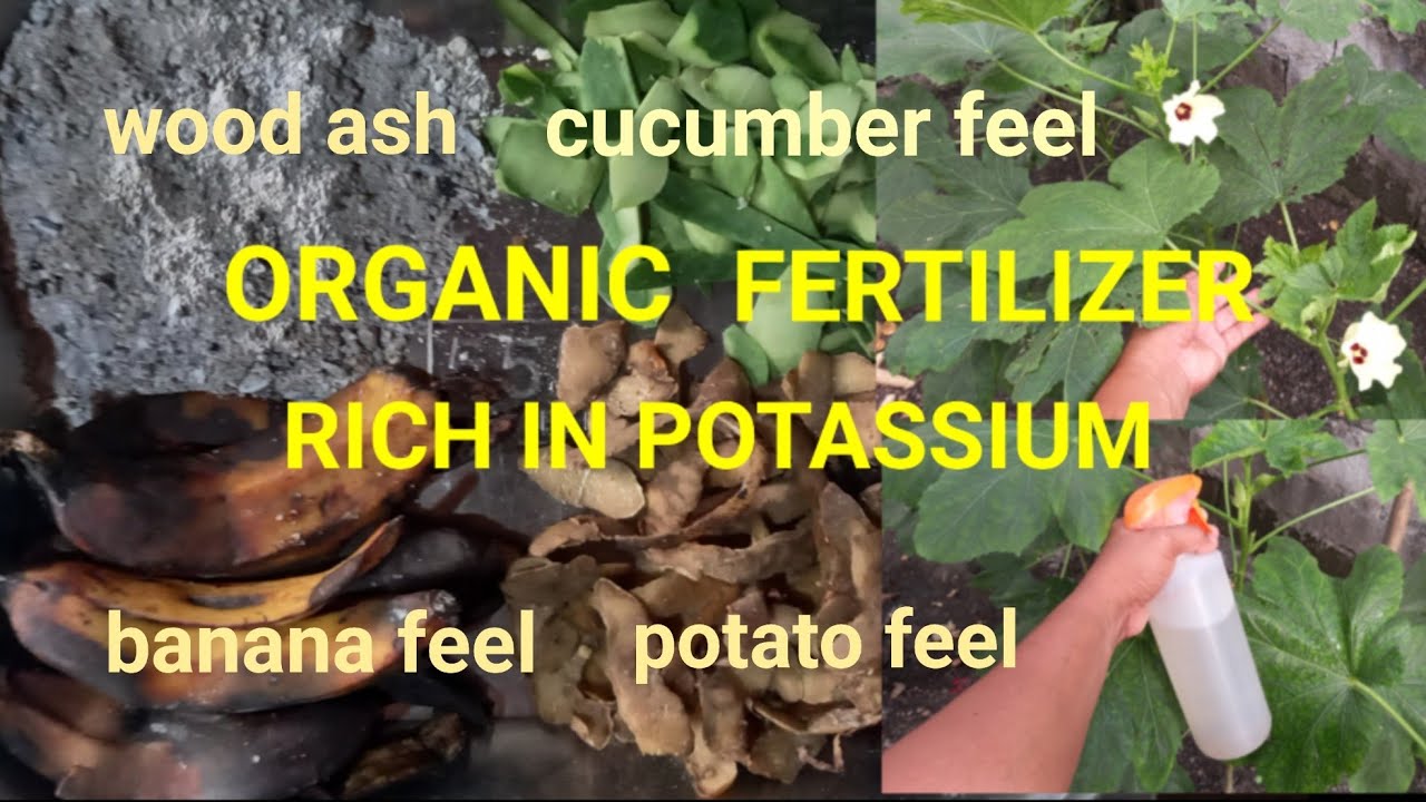 ORGANIC FERTILIZER RICH IN POTASSIUM FOR PLANTS AND VEGETABLE YouTube