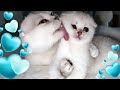 Kittens don't want to wash up | Scottish Fold mom Bonbon knows the approach to her baby cats