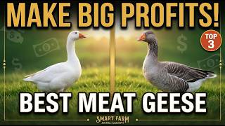 3 Most Profitable Goose Breeds for Meat Production (Fast Growth = BIG Profits!)