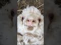 خروف يتكلم خروف يتكلم