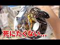 スーパーに売れ残っていたウツボを飼育してみると…