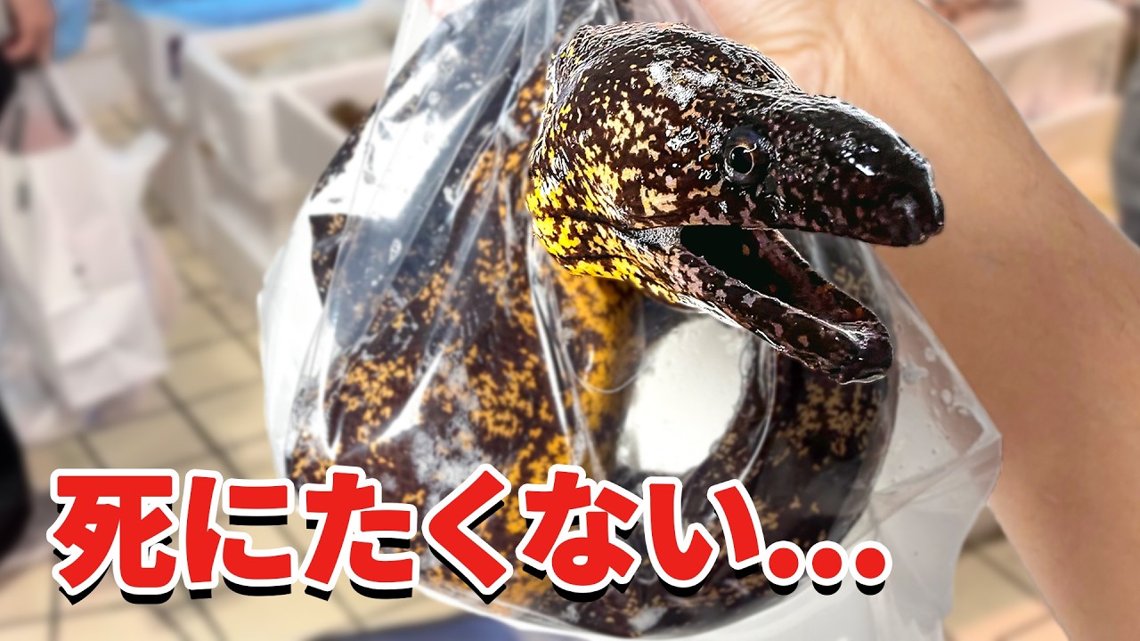 スーパーに売れ残っていたウツボを飼育してみると…