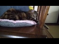 揺り椅子に猫～Cat in a rocking chair