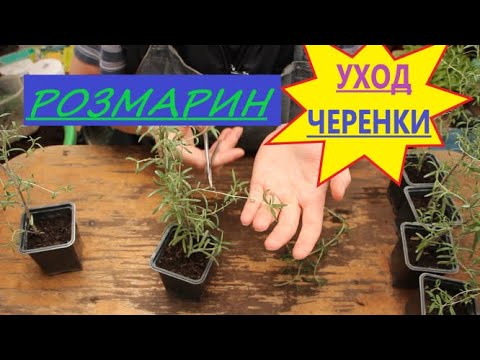 РОЗМАРИН. Размножение и лечение Маточника от Мучнистой росы.