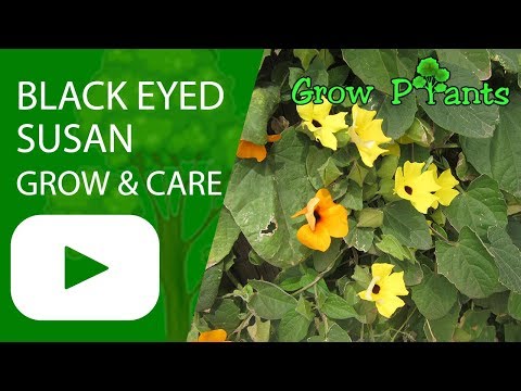Black Eyed Susan Vine - Grow And Care