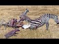 OMG! An unequal battle of Hyenas and Zebras. God can save Zebra baby from Hyena