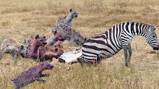 OMG! An unequal battle of Hyenas and Zebras. God can save Zebra baby from Hyena