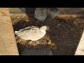Naturally Hatched Babys!