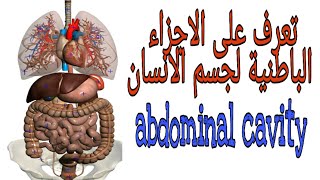 تعرف على أماكن الاجزاء الداخلية لجسم الإنسان    abdominal cavity