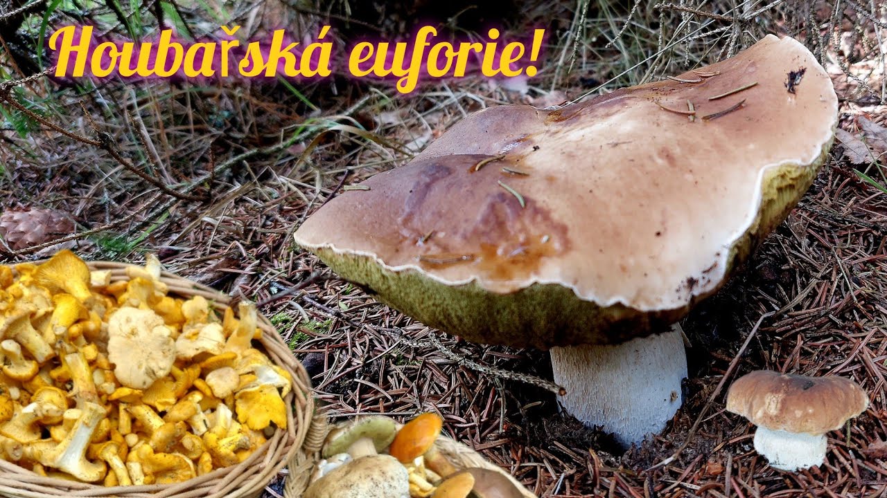 Totální sobotní houbařská euforie. MEGAHŘIBY! Jsem nadšená 🤩!