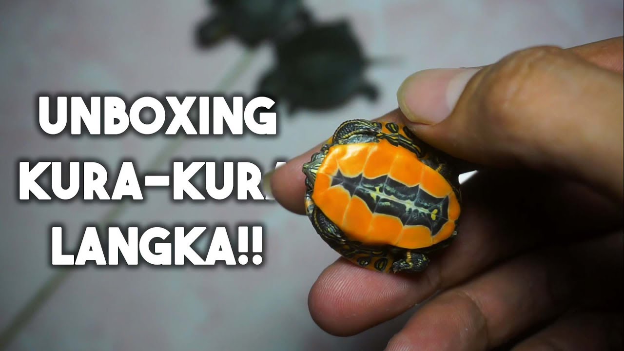 Unboxing Kura Kura Langka!! (Rare Turtle) YouTube