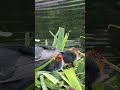 "Coot sits on her nest as three chicks wait and dad brings algae at noon 🐦🐥🐥🐥🌿🌊⛲"