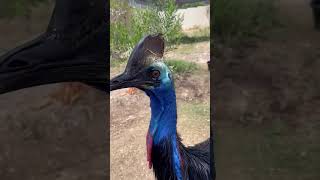 Have You Ever Seen A Cassowary?