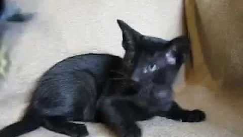 Video 804021: oriental black kitten