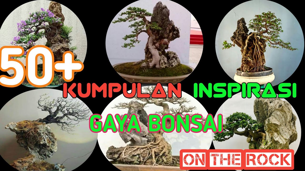 Kumpulan inspirasi gaya bonsai on tha rock di atas batu 🙏🙏 inspirasi buat para pemula