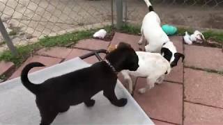 Puppies 22 - Humane Society Of Dallas County
