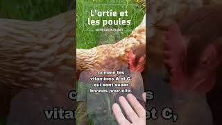 Les bienfaits des orties pour les poules 🌿😀