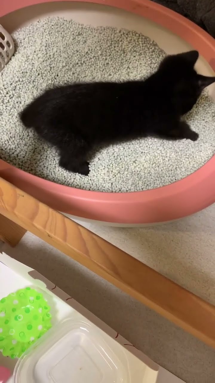 Très mignon petit chaton  noire