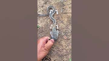 cách làm con rồng đồ chơi bay được đi