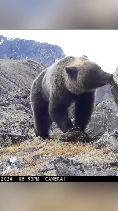Altai bear/Алтайский медведь #медведь #алтай #фотоловушка #охота # ...