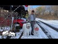 のんびりお正月のルンルンとアランです　Great Pyrenees　グレートピレニーズ