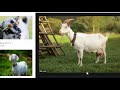 Download pictures and make article in MS Word