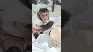 пьем кокос, а вы пробовали? #monkey #животные #pets #animals #обезьяна #petmonkey