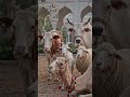 🐐eid mubarak ✨️ new for kids #aishorts #syedazabarainhussain