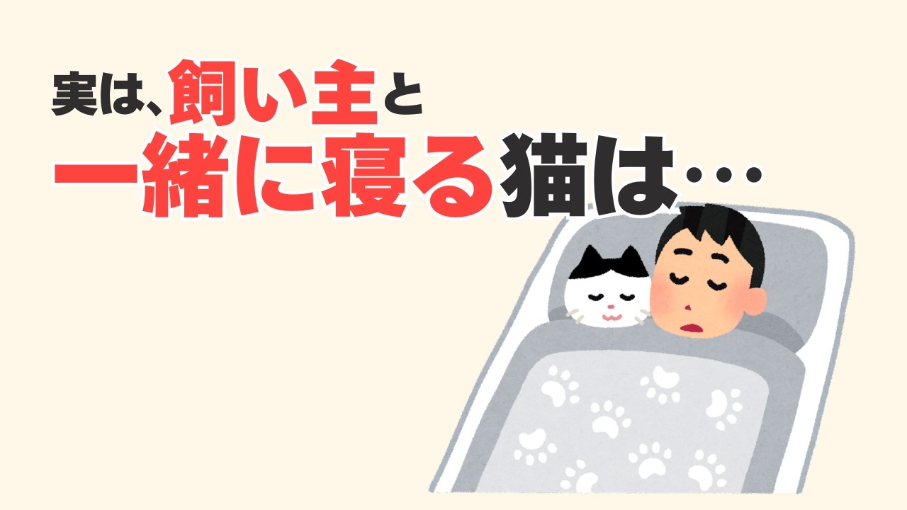 【猫の本音】猫の行動から読み取れる、飼い主との信頼関係。人生の雑学。