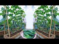 New idea | grow cucumbers at home for many fruits