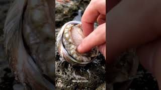 Satisfying Asmr Abalon With Human