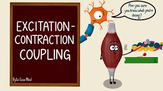 Excitation Contraction Coupling | Skeletal Muscle Contraction | Cross Bridge Cycling | Myology