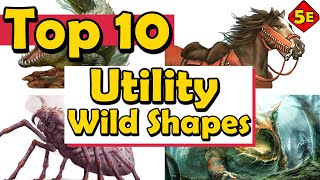 Top 10 Utility Wild Shapes in DnD 5E