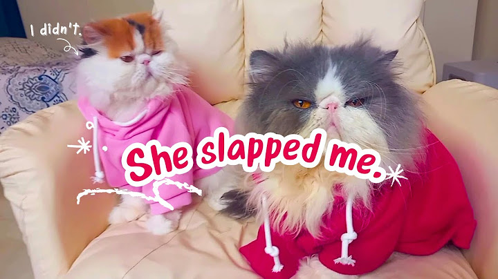 My cat wife doesn't respect me.