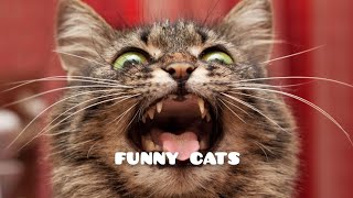funny dogs and cats 2021 god how i respect them when they do something amazing best funny4 by Best Funny4 34 views 3 years ago 5 minutes, 21 seconds