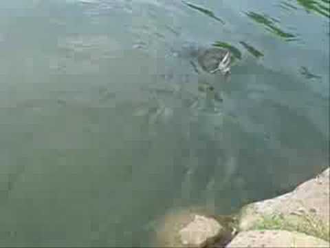 Bethany Lakes - Catfish Fishing