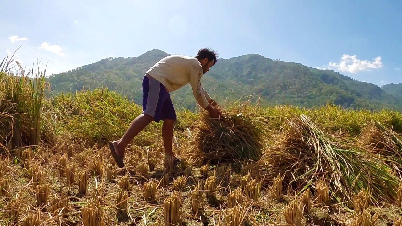 Musim petani panen padi di sawah - YouTube