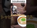 動物のおもしろ動画にツッコミどころ満載なアフレコしてみた#492【うどん】【ハプニング映像】#shorts #アフレコ #面白動画