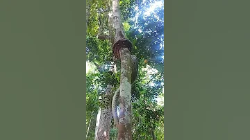 Питон лезет на дерево