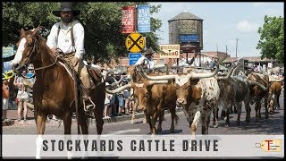 Fort Worth Stockyards Cattle Drive!
