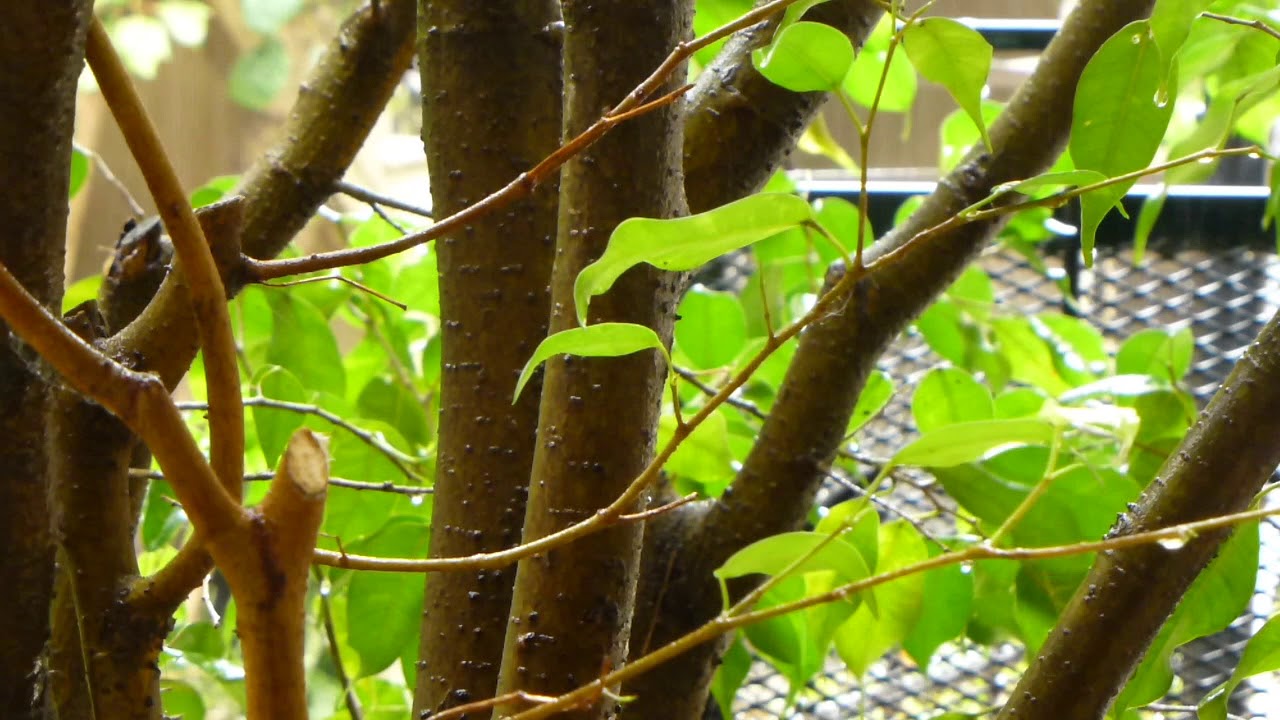 Rain Shower Sound (ASMR) YouTube