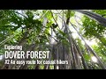Exploring Dover Forest - An easy route for casual hikers [4K]