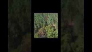 THE TREES ARE MOVING : (CREEPY) Caught On Video, They Really Move Locations.