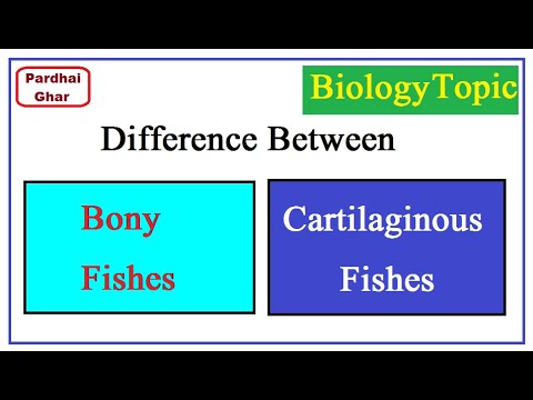 Cartilaginous اور Bony Fishes کے درمیان فرق - Biology Topic - Pardhai Ghar