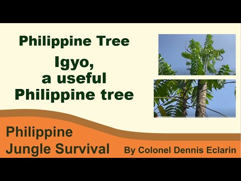 Igyo tree, a useful Philippine tree (Herbal Plants, Philippine Trees)