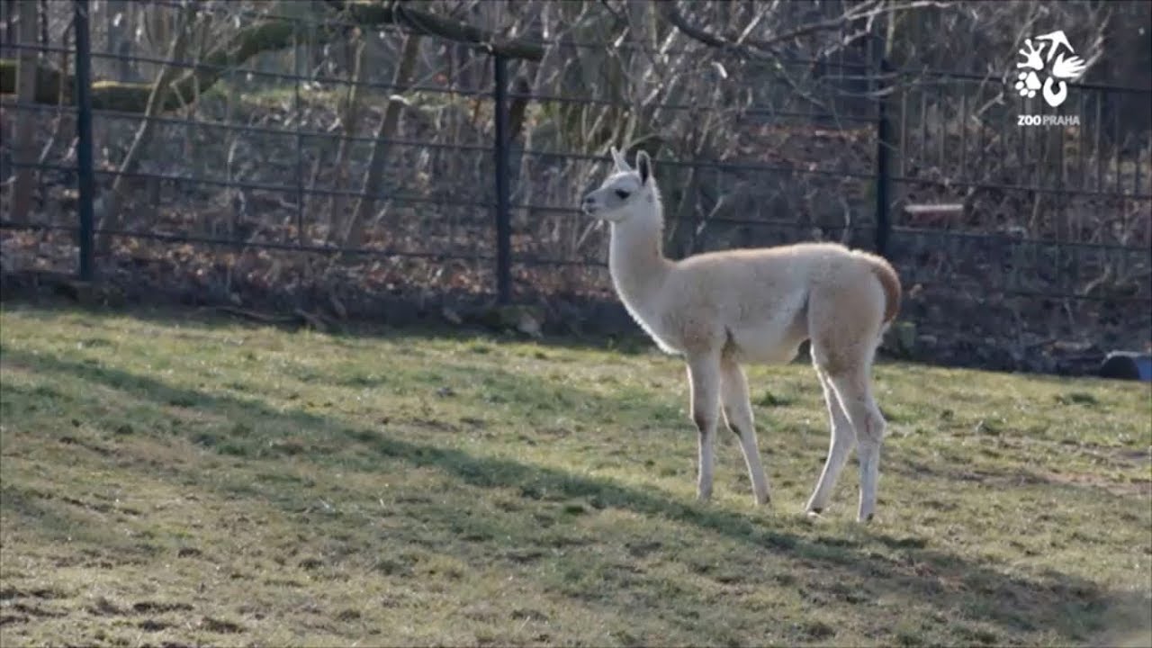 Zoo Praha: Lama dokáže být velmi nebezpečné zvíře