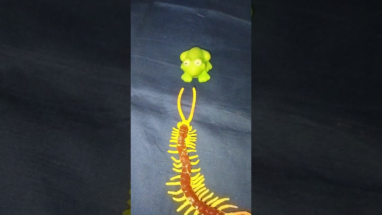 FUNNY FROG Ting Ting, Bullfrog make funny for laugh, Frog Laughter Video