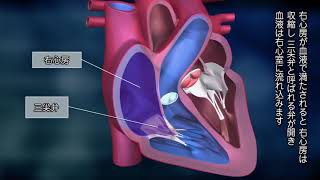【バイエル サイエンスビデオ】知っておきたい、心臓のはたらき