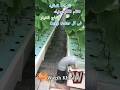 انتاج الخيار من أحواض الاكوابونيك فى صوب الزراعه المائيه وجيه خوجه اكسبلور الزراعة المائية 