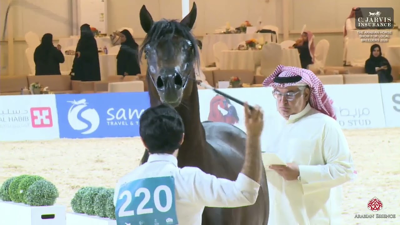 Ассоциация заводчиков Америки (AHS) для местных заводчиков, 2026 год, класс Almortajaz 8B.